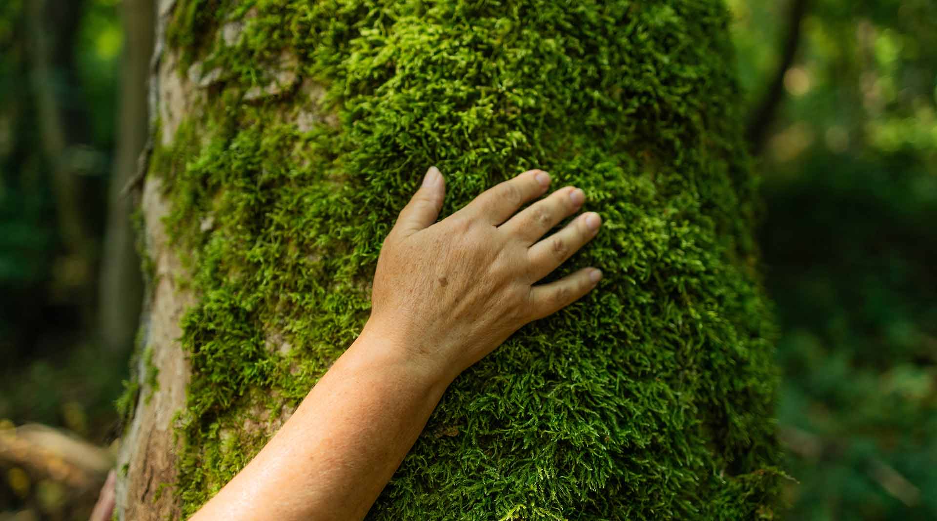 Hand, hugging a mossy tree Social responsibility - Callis